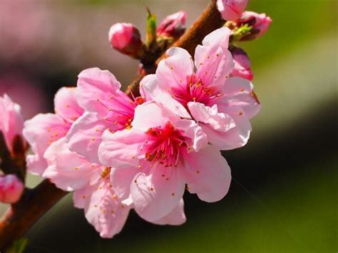 桃風水|花言葉【桃】誕生花やスピリチュアルな話と開運につ。